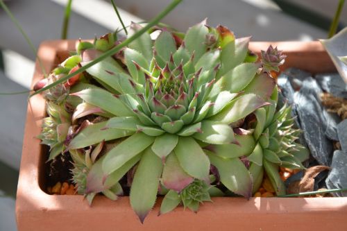 succulent pot green