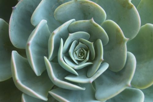 succulent plant green