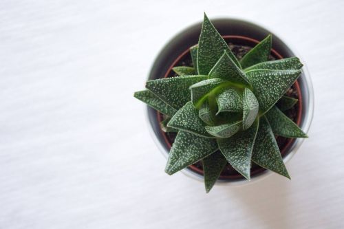 succulent cactus plant