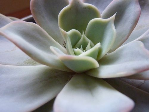 succulent plant thick sheet greenhouse