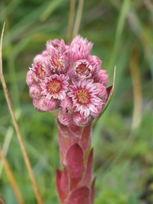 succulent plant alpine joubarbe mountains