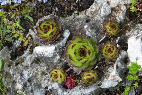 succulent agave plant