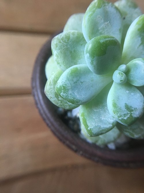 succulent  plants  green