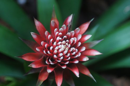 succulent  flower  plant