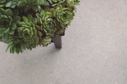 succulent  succulents  plant