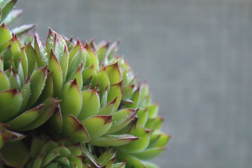 succulent  succulents  plant