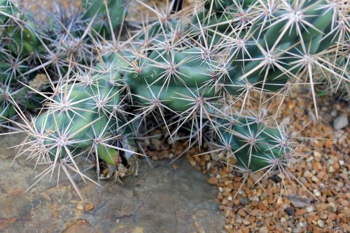 succulent cactus desert