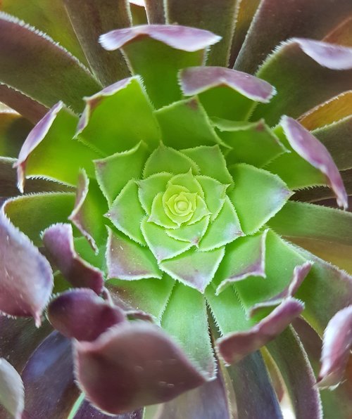 succulent  plant  leaves