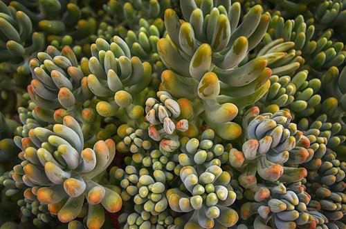 succulent  fleshy  plants