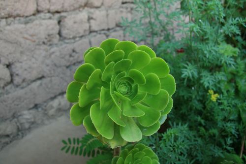 succulent plant exotic