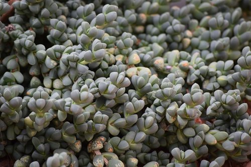 succulent  leaves  green
