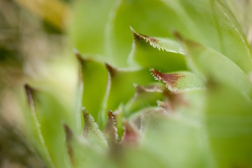 succulent plant green