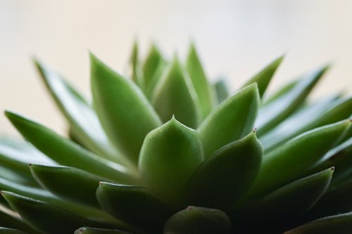 succulent  green plant  cactus