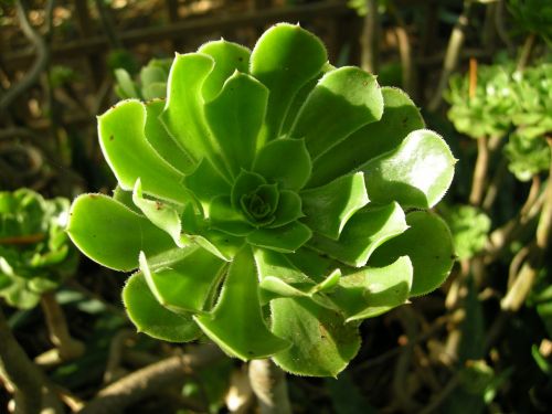 succulent green cactus greenhouse