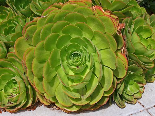 succulent plant green