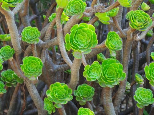 succulent green nature