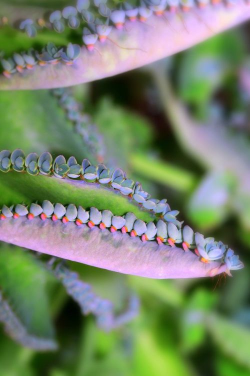 succulent leaf edges