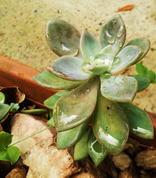 succulent nature green