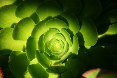 succulent green plant