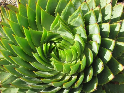 spiral succulent cactus