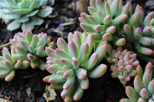 succulent plant green