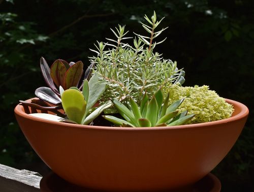 succulent garden succulent plant