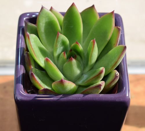 succulent in purple pot echeveria agavoides container plant