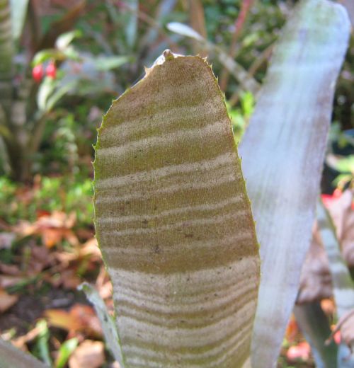 Succulent Leaf