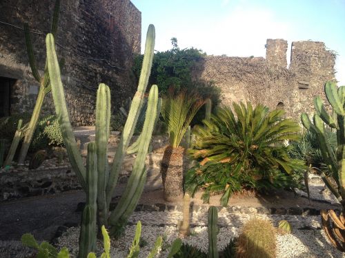 succulent plant cactus garden