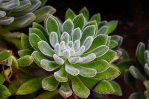succulent plant forest green