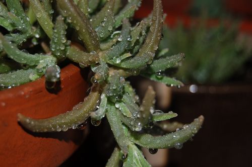 succulent plant droplets