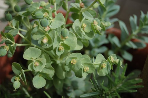 succulent plant  euphorbia