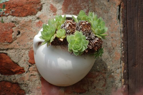 succulent plant  composition  vase