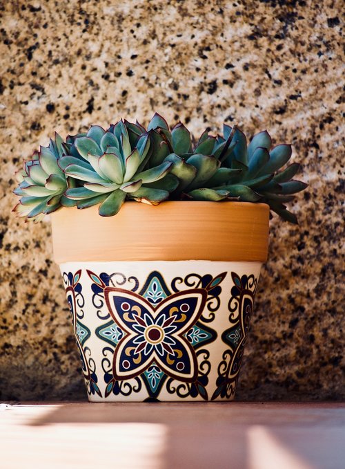 succulent plant  cactus  garden