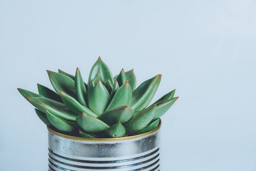 succulent plant  plant  pot