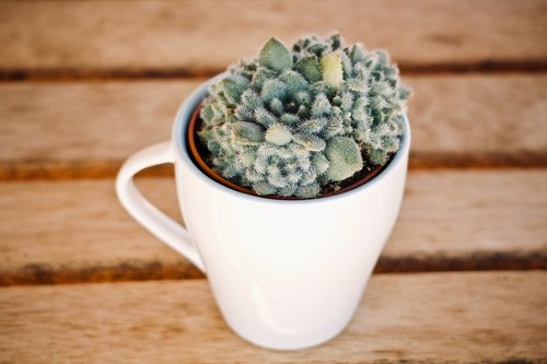 succulent plant  crassulacee  green