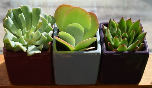 succulent trio container plant plant