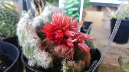 Succulent With Red Flower