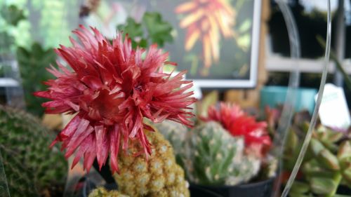 Succulent With Red Flower