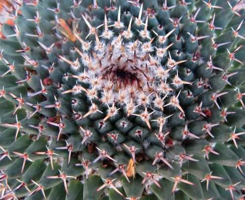 Succulent With Thorn Pattern