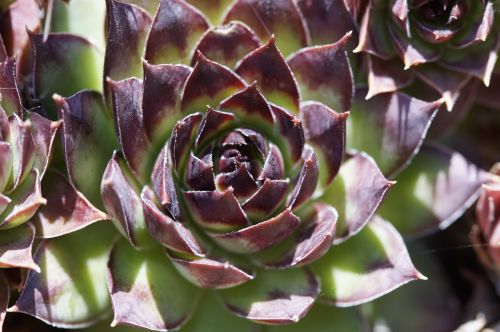 succulents structure texture