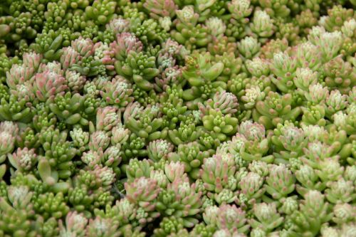 succulents green periwinkle