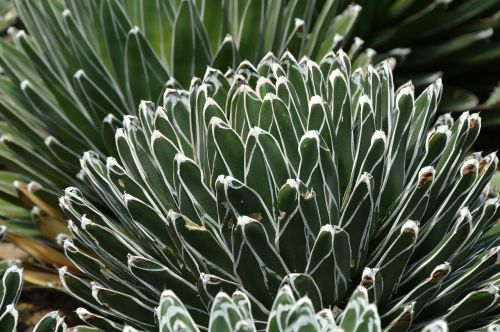 succulents leaves pattern