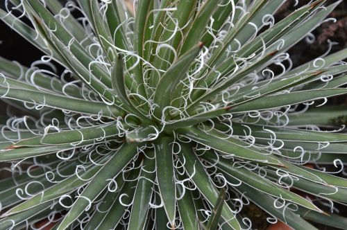 succulents plant leaves