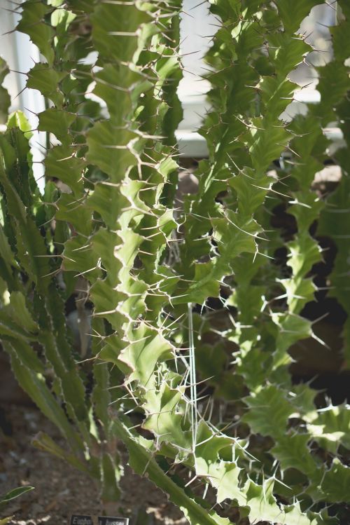 succulents green house cactus