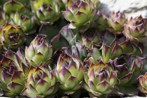 succulents rock garden exotic