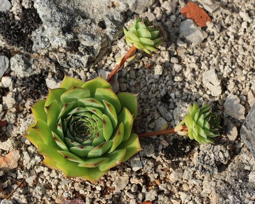succulents  hens and chicks  nature