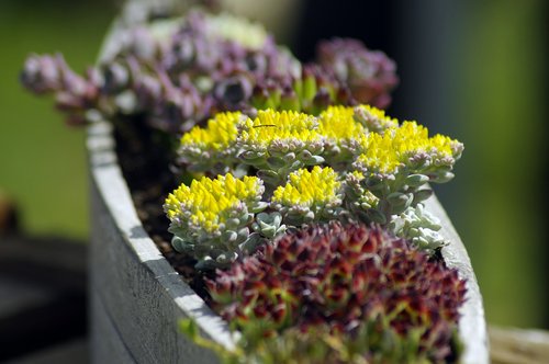 succulents  flowers  ornamental plant