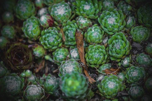 succulents  fat plants  green