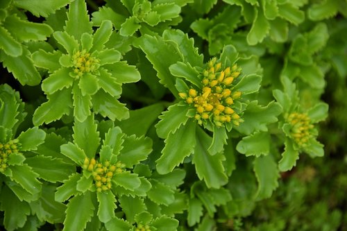 succulents  plants  garden